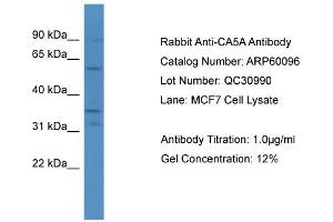 WB Suggested Anti-CA5A  Antibody Titration: 0. (CA5A anticorps  (C-Term))
