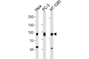 Western blot analysis of lysates from Hela, PC-3, HT-1080 cell line (from left to right), using CD44 Antibody (C-term) . (CD44 anticorps  (C-Term))
