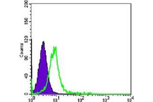 Flow cytometric analysis of K562 cells using CHD3 mouse mAb (green) and negative control (purple).