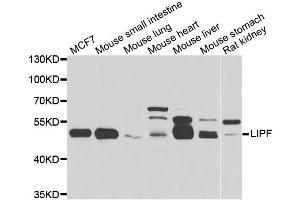 Western blot analysis of extracts of various cell lines, using LIPF antibody. (LIPF anticorps)