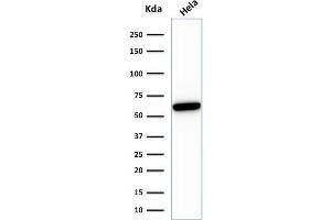 Western Blot Analysis of HeLa cell lysate using HSP60 Mouse Recombinant Monoclonal Antibody (rGROEL/780). (Recombinant HSPD1 anticorps)