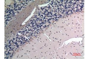 Immunohistochemistry (IHC) analysis of paraffin-embedded Rat Brain, antibody was diluted at 1:100. (Apelin anticorps  (C-Term))