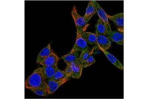 Immunofluorescence (IF) image for anti-Bone Morphogenetic Protein 4 (BMP4) antibody (ABIN181146) (BMP4 anticorps)