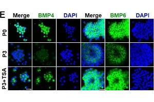 TSA rescues BMP expression in SKPs. (BMP4 anticorps)