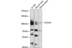 Western blot analysis of extracts of various cell lines, using NSUN2 antibody (ABIN1681117, ABIN3017797, ABIN3017798 and ABIN6220260) at 1:1000 dilution. (NSUN2 anticorps  (AA 508-767))