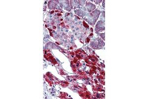 Immunohistochemical staining of human pancreas (A) and human adrenal gland (B) with LRRN4 polyclonal antibody . (LRRN4 anticorps  (N-Term))