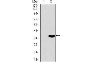 Western blot analysis using T mAb against HEK293 (1) and T (AA: 257-309)-hIgGFc transfected HEK293 (2) cell lysate. (T Antigen (AA 257-309) anticorps)