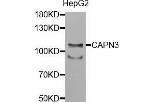 Western blot analysis of extracts of HepG2 cells, using CAPN3 antibody. (Calpain 3 anticorps)