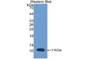 Western Blotting (WB) image for anti-Brain Natriuretic Peptide (BNP) (AA 27-134) antibody (ABIN1077872) (BNP anticorps  (AA 27-134))