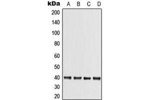Western blot analysis of TRIB3 expression in HuvEc (A), HepG2 (B), SP2/0 (C), PC12 (D) whole cell lysates. (TRIB3 anticorps  (N-Term))