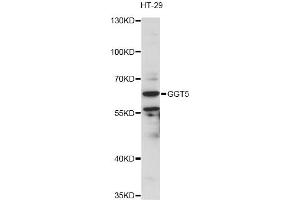 Western blot analysis of extracts of HT-29 cells, using GGT5 antibody (ABIN6292950) at 1:3000 dilution.