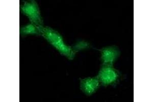 Anti-DTNA mouse monoclonal antibody (ABIN2454080) immunofluorescent staining of COS7 cells transiently transfected by pCMV6-ENTRY DTNA (RC223952). (DTNA anticorps)