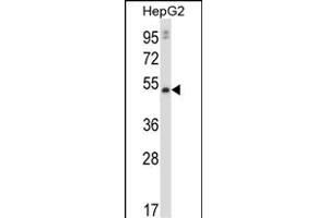 P20 Antibody (C-term) (ABIN657816 and ABIN2846783) western blot analysis in HepG2 cell line lysates (35 μg/lane).
