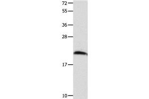 Western Blot analysis of Mouse brain tissue using FGF12 Polyclonal Antibody at dilution of 1:700 (FGF12 anticorps)