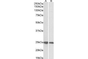ABIN2562931 (0. (GRB2 anticorps  (C-Term))