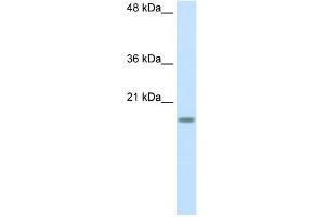 RPS14 antibody used at 2. (RPS14 anticorps  (Middle Region))