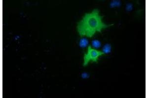 Anti-PIK3AP1 mouse monoclonal antibody (ABIN2453455) immunofluorescent staining of COS7 cells transiently transfected by pCMV6-ENTRY PIK3AP1 (RC214125). (PIK3AP1 anticorps)