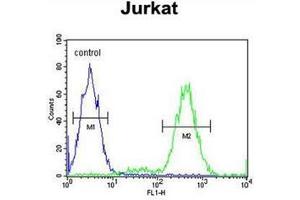 Flow cytometric analysis of Jurkat cells using IMMP2L Antibody (Center) Cat.