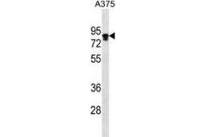 Western blot analysis in A375 cell line lysates (35ug/lane) using Melanophilin / MLPH  Antibody (C-term). (Melanophilin anticorps  (C-Term))