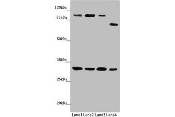 MTIF3 anticorps  (AA 1-278)