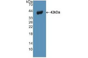 Detection of Recombinant BECN1, Human using Polyclonal Antibody to Beclin 1 (BECN1) (Beclin 1 anticorps  (AA 1-273))