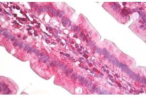 Anti-EIF4A antibody IHC staining of human small intestine. (EIF4A2 anticorps  (AA 50-100))