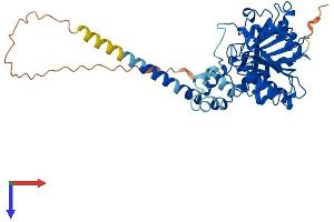 AlphaFold protein structure predicition of Mouse Recombinant Abhd12 Protein, UniprotID Q99LR1