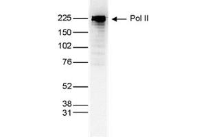 Western Blot of anti-Pol II antibody Western Blot results of Mouse anti-Pol II antibody. (POLR2A/RPB1 anticorps)
