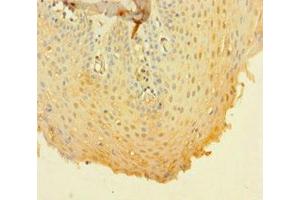Immunohistochemistry of paraffin-embedded human tonsil tissue using ABIN7160181 at dilution of 1:100 (CD14 anticorps  (AA 20-345))