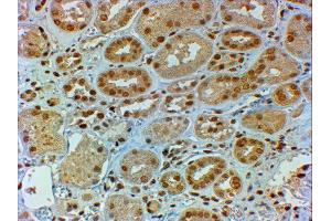 ABIN2562244 (2µg/ml) staining of paraffin embedded Human Kidney. (DMRT2 anticorps  (C-Term))