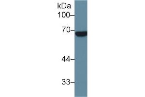 Western Blot; Sample: Human Placenta lysate; Primary Ab: 1µg/ml Rabbit Anti-Human ALPPL2 Antibody Second Ab: 0. (ALPPL2 anticorps  (AA 20-333))