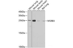 Western blot analysis of extracts of various cell lines using MSRB3 Polyclonal Antibody at dilution of 1:1000. (MSRB3 anticorps)