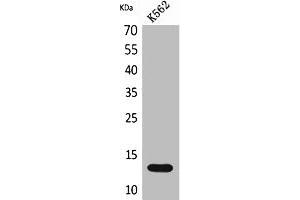 Western Blot analysis of K562 cells using Lymphotactin Polyclonal Antibody. (XCL1 anticorps  (Internal Region))