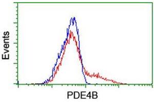HEK293T cells transfected with either RC211956 overexpress plasmid (Red) or empty vector control plasmid (Blue) were immunostained by anti-PDE4B antibody (ABIN2455015), and then analyzed by flow cytometry. (PDE4B anticorps)