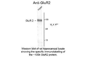 Western Blot of Anti-GluR2 (Rabbit) Antibody - 612-401-D62 Western Blot of Rabbit anti-GluR-2 antibody.