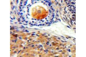 IHC-P analysis of Ovary tissue, with DAB staining. (SIGLEC10 anticorps  (AA 571-697))