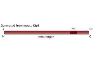 Image no. 3 for anti-Cyclin-Dependent Kinase Inhibitor 1B (p27, Kip1) (CDKN1B) (AA 1-197) antibody (ABIN967851) (CDKN1B anticorps  (AA 1-197))