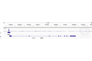 Alignment tracks from CUT&RUN targeting TCF7L2 in HEK293T cells using anti-TCF7L2 antibody ABIN6945139 (1).