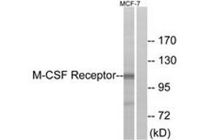 Western blot analysis of extracts from MCF7 cells, using M-CSF Receptor (Ab-723) Antibody. (CSF1R anticorps  (AA 691-740))