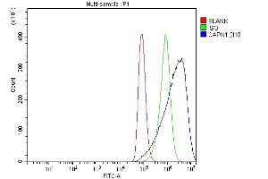 Flow Cytometry analysis of A549 cells using anti-Calpain 1 antibody (ABIN7601600).