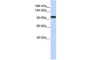 Western Blotting (WB) image for anti-PAX3 and PAX7 Binding Protein 1 (PAXBP1) antibody (ABIN2459131) (PAX3 and PAX7 Binding Protein 1 (PAXBP1) anticorps)