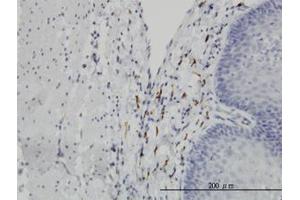Image no. 4 for anti-Leucine Proline-Enriched Proteoglycan (Leprecan) 1 (LEPRE1) (AA 1-100) antibody (ABIN599294) (LEPRE1 anticorps  (AA 1-100))