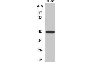 Western Blotting (WB) image for anti-G Protein-Coupled Receptor 19 (GPR19) (C-Term) antibody (ABIN3175369) (GPR19 anticorps  (C-Term))