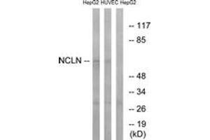 Western blot analysis of extracts from HepG2/HuvEc cells, using NCLN Antibody. (Nicalin anticorps  (AA 474-523))