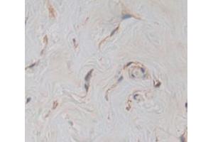 Figure. (Hephaestin anticorps  (AA 24-366))