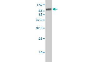 Western Blot detection against Immunogen (82.