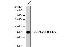 Western blot analysis of extracts of 293 cells, using CDKN2A/p16INK4a antibody . (CDKN2A anticorps)