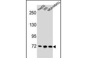 ZN Antibody (C-term) (ABIN655698 and ABIN2845151) western blot analysis in HepG2,293,MDA-M cell line lysates (35 μg/lane). (ZNF860 anticorps  (C-Term))