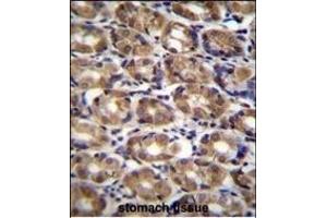 AXIN1 Antibody (C-term) (ABIN655972 and ABIN2845357) immunohistochemistry analysis in formalin fixed and paraffin embedded human stomach tissue followed by peroxidase conjugation of the secondary antibody and DAB staining. (Axin anticorps  (C-Term))