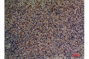 Immunohistochemistry (IHC) analysis of paraffin-embedded Human Spleen, antibody was diluted at 1:100. (PROCR anticorps  (Internal Region))